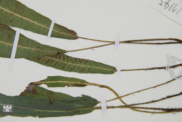 單葉雙蓋蕨藏品圖，第6張