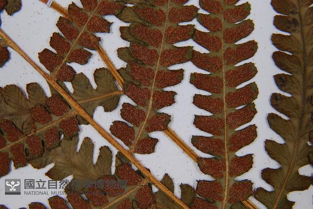 假蹄蓋蕨藏品圖，第6張