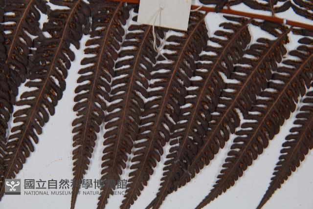 金狗毛蕨藏品圖，第5張