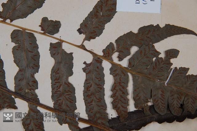 廣葉鋸齒雙蓋蕨藏品圖，第5張