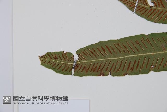 單葉雙蓋蕨藏品圖，第5張
