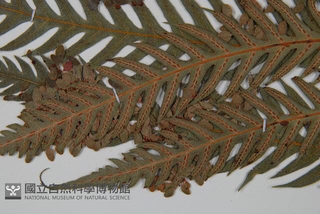 臺灣狗脊蕨藏品圖，第5張