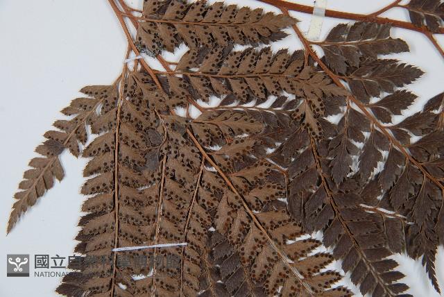 斜方複葉耳蕨藏品圖，第5張