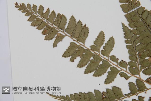 斜方複葉耳蕨藏品圖，第5張