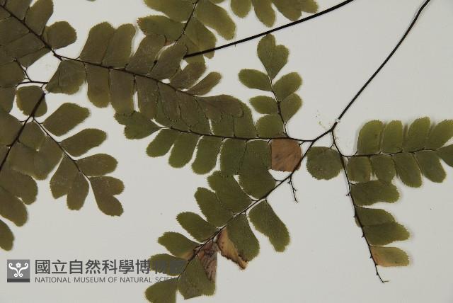 扇葉鐵線蕨藏品圖，第5張