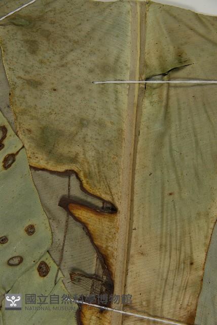 Accession Number:P008846 Collection Image, Figure 5, Total 4 Figures