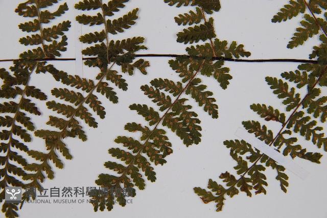 亮毛蕨藏品圖，第6張