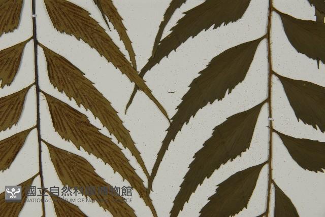 革葉鐵角蕨藏品圖，第5張