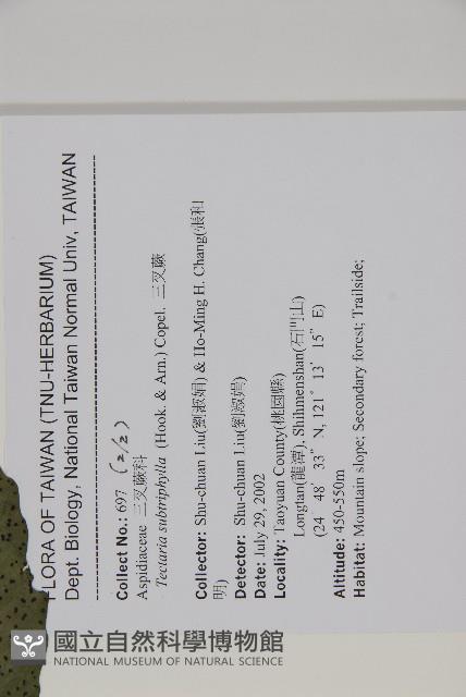 三叉蕨藏品圖，第6張