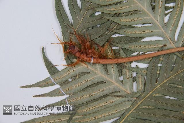 臺灣狗脊蕨藏品圖，第5張