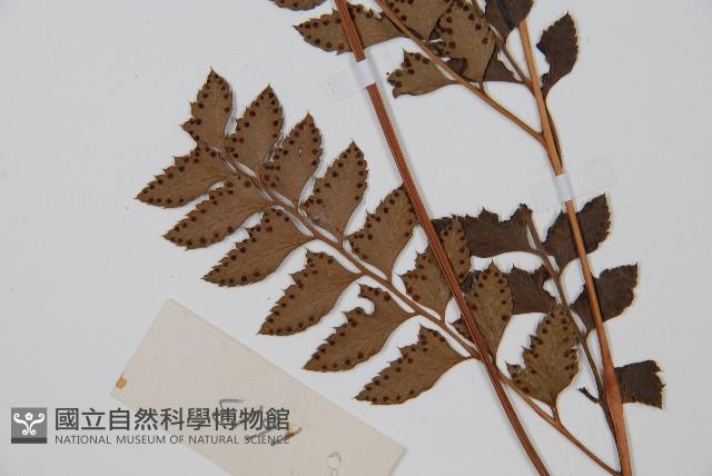 斜方複葉耳蕨藏品圖，第5張