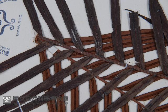 烏毛蕨藏品圖，第5張