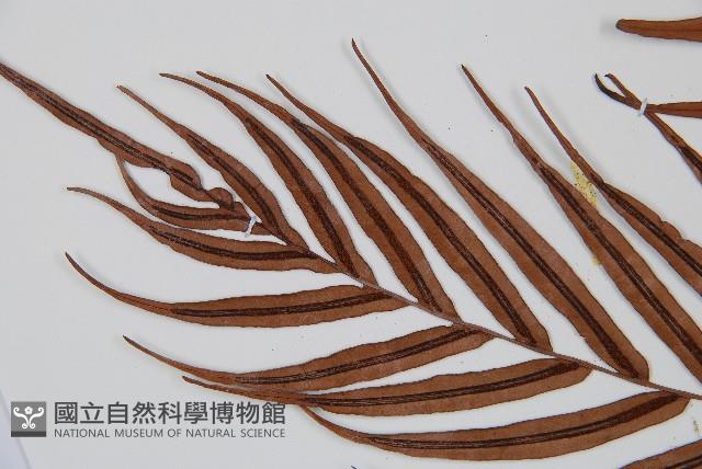 烏毛蕨藏品圖，第5張