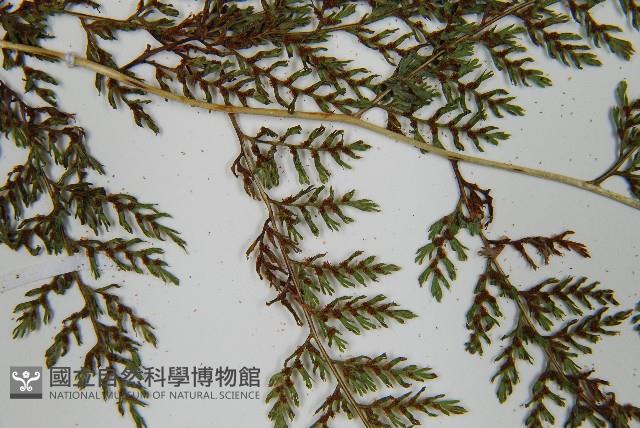 登錄號:P010786藏品圖，第6張