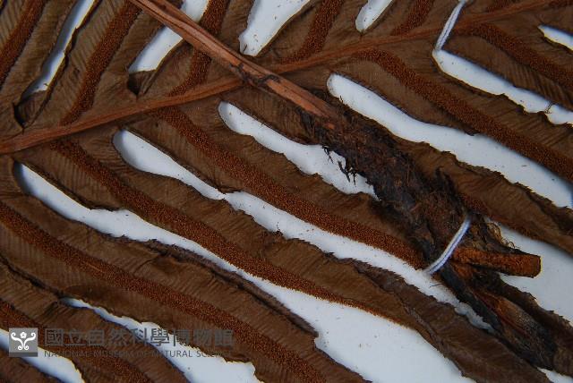 登錄號:P008486藏品圖，第6張