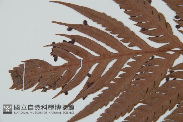 臺灣狗脊蕨藏品圖，第5張