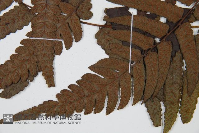 廣葉鋸齒雙蓋蕨藏品圖，第5張