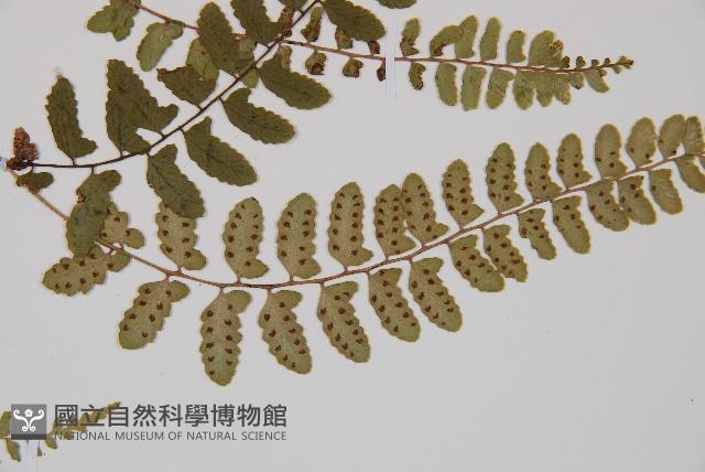 紅苞蹄蓋蕨藏品圖，第6張