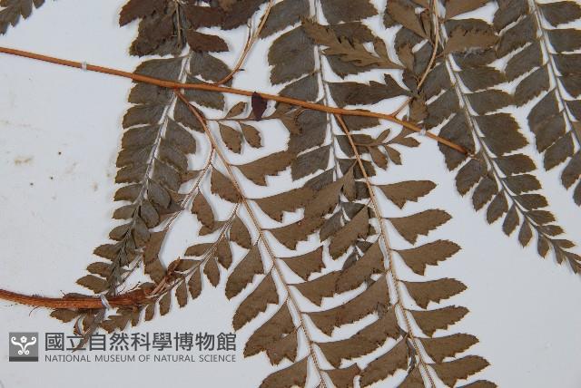 斜方複葉耳蕨藏品圖，第5張