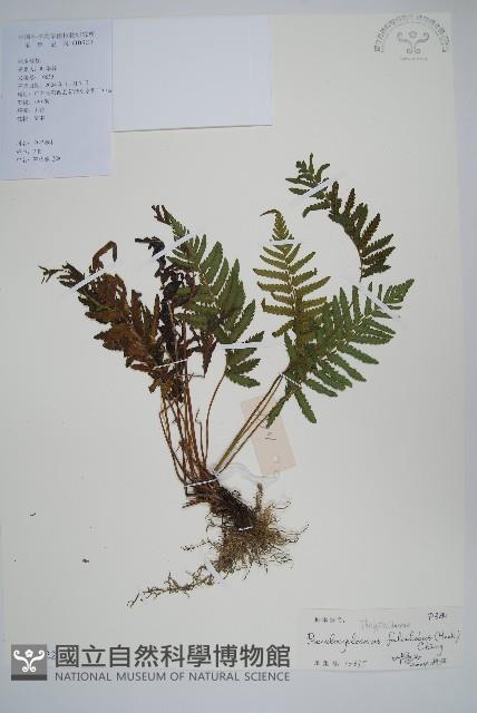 鐮形假毛蕨藏品圖，第6張