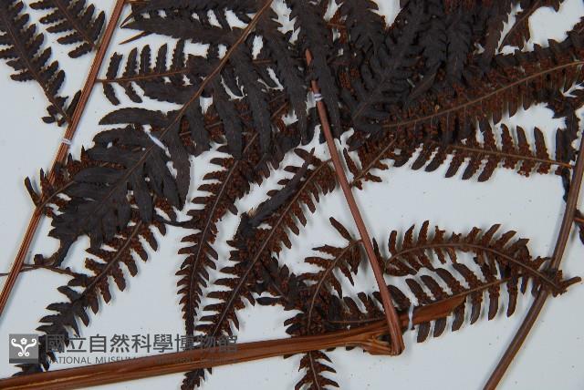 金狗毛蕨藏品圖，第5張