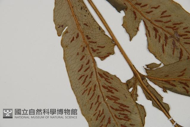 網脈雙蓋蕨藏品圖，第6張