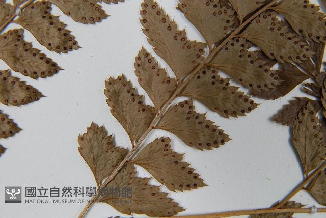 斜方複葉耳蕨藏品圖，第5張