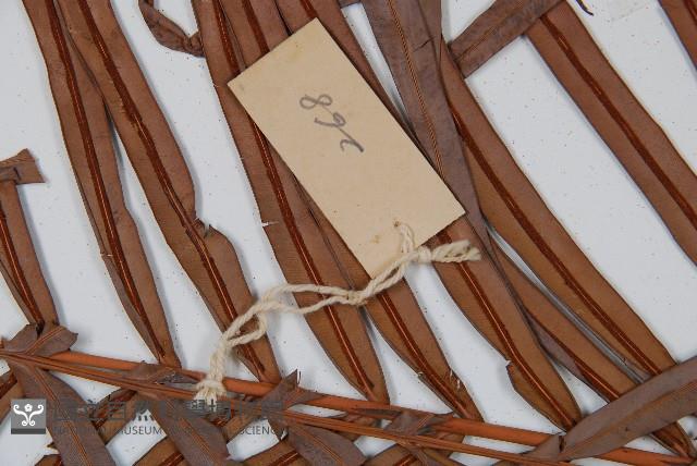 烏毛蕨藏品圖，第5張