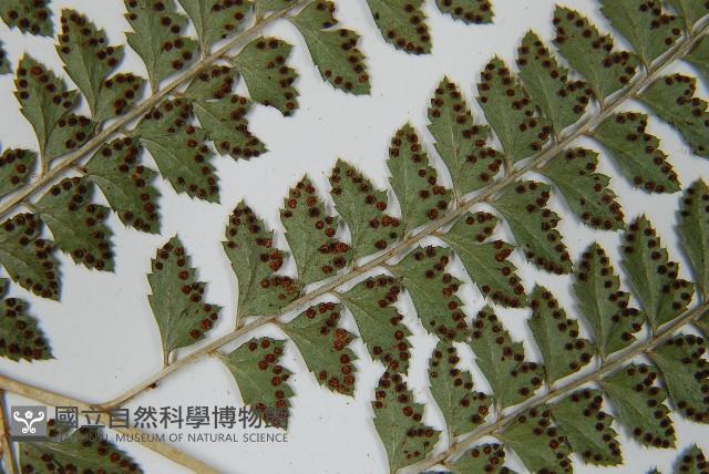斜方複葉耳蕨藏品圖，第5張