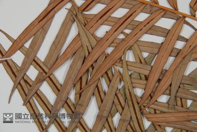 烏毛蕨藏品圖，第6張