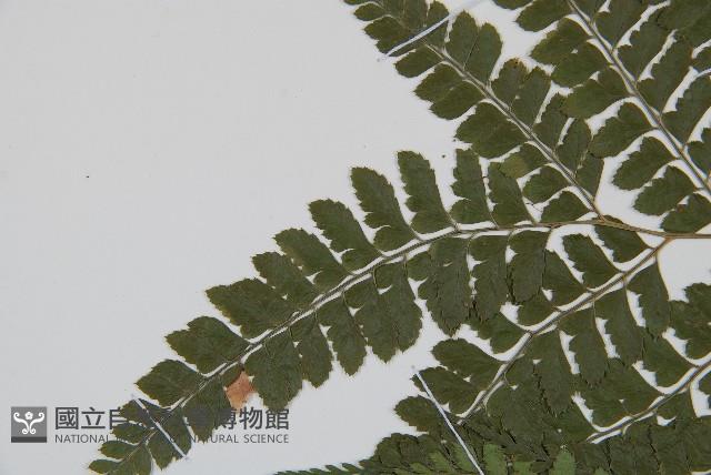 斜方複葉耳蕨藏品圖，第5張