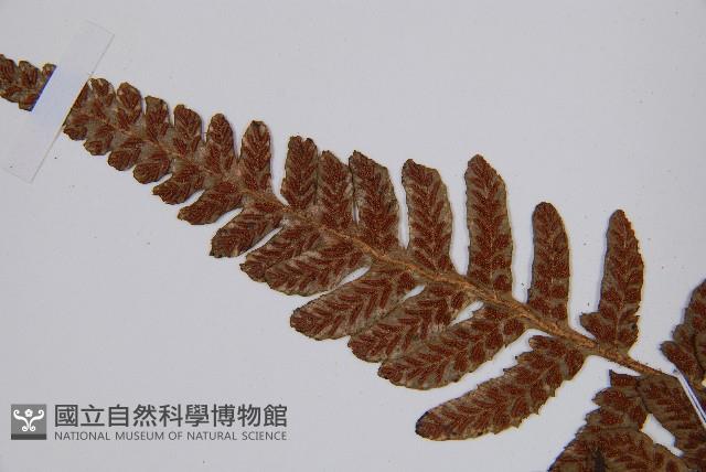 假蹄蓋蕨藏品圖，第9張