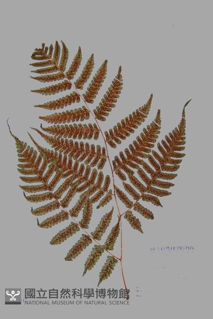 德氏雙蓋蕨藏品圖，第5張