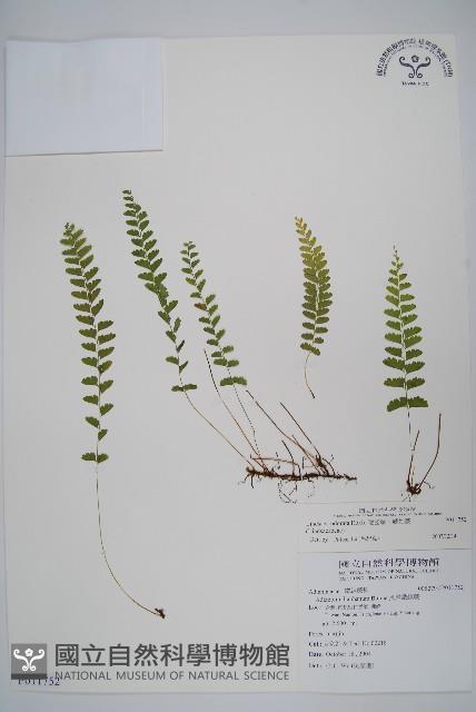 陵齒蕨、鱗始蕨藏品圖，第6張