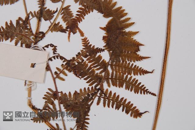 日本蹄蓋蕨藏品圖，第5張