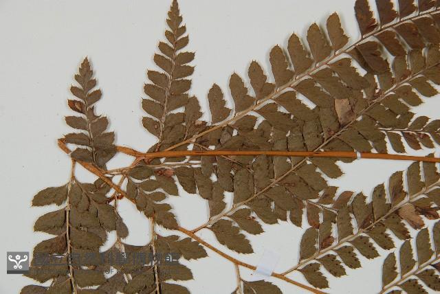 斜方複葉耳蕨藏品圖，第5張