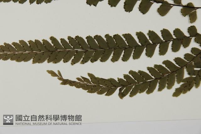 毛葉鐵線蕨藏品圖，第5張