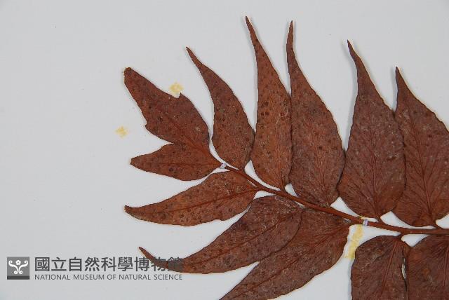 全緣貫眾蕨藏品圖，第5張