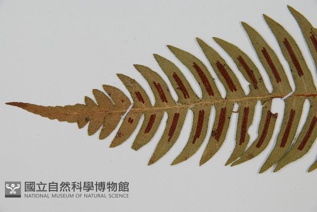 雉尾烏毛蕨藏品圖，第6張