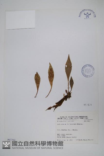 登錄號:P006252藏品圖，第6張