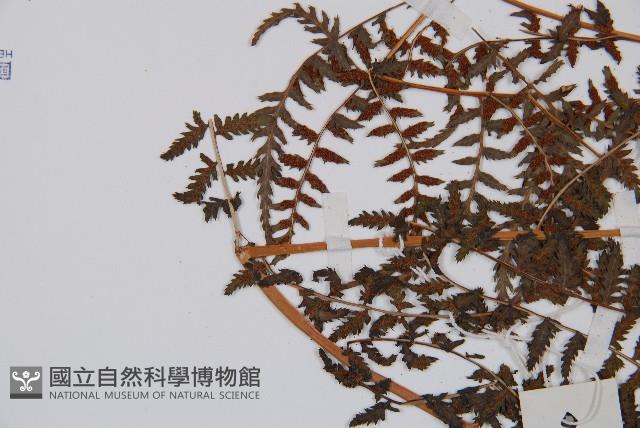 日本蹄蓋蕨藏品圖，第6張