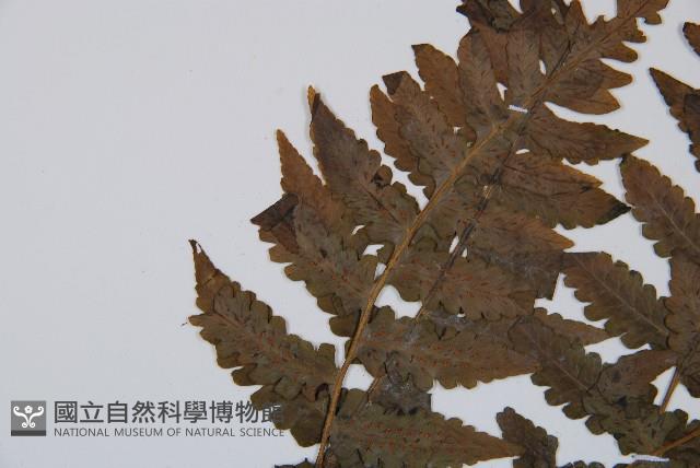 生根卷柏藏品圖，第5張