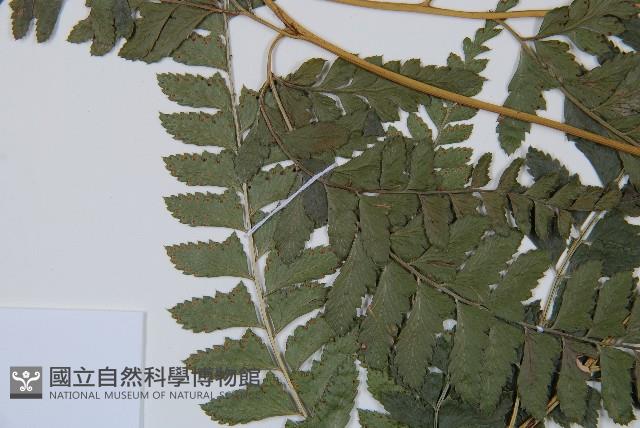 斜方複葉耳蕨藏品圖，第5張