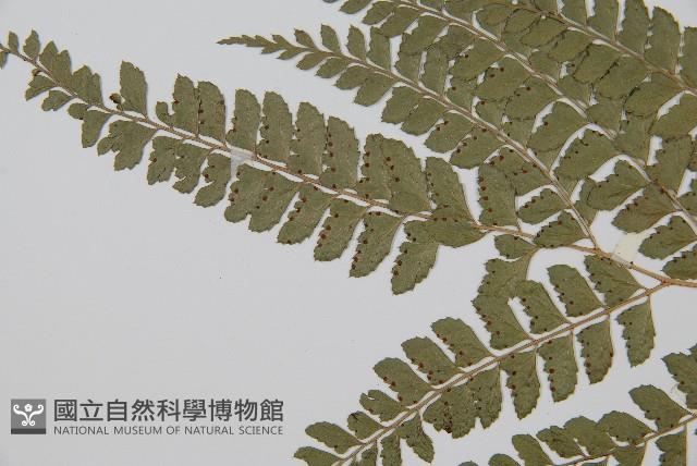 斜方複葉耳蕨藏品圖，第5張