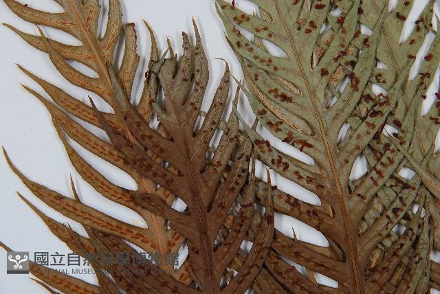 臺灣狗脊蕨藏品圖，第5張