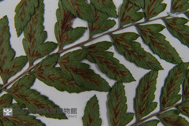 紅柄蹄蓋蕨藏品圖，第6張