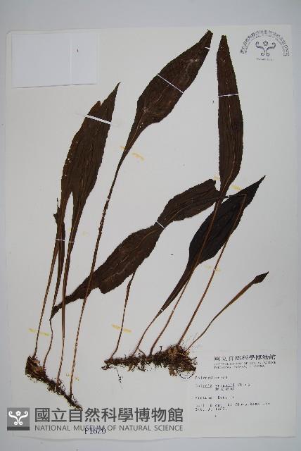 大鐵角蕨藏品圖，第6張