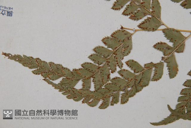 斜方複葉耳蕨藏品圖，第5張