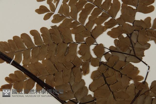 扇葉鐵線蕨藏品圖，第5張