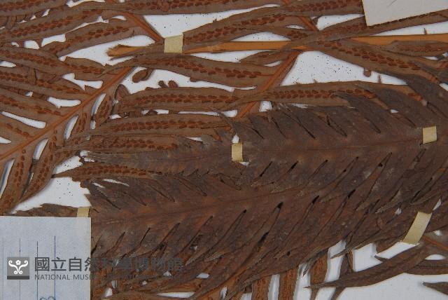 東方狗脊蕨藏品圖，第5張